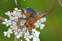 Ectophasia leucoptera