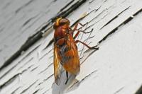 Volucella zonaria