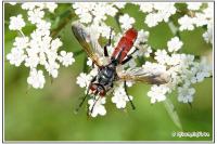 Cylindromyia bicolor