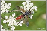 Cylindromyia bicolor