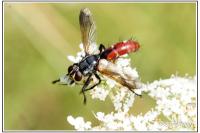 Cylindromyia bicolor