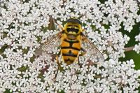 Myathropa florea