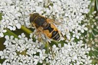 Eristalis arbustorum