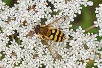 Syrphus ribesii