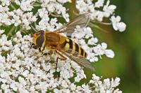 Syrphus ribesii