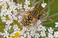 Parhelophilus versicolor