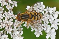 Parhelophilus versicolor