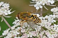 Parhelophilus versicolor