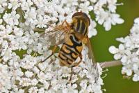 Parhelophilus versicolor