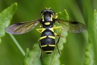 Xanthogramma pedissequum