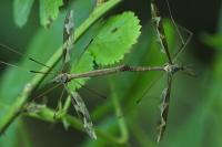 Tipula maxima