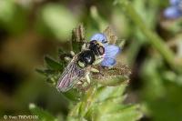Dalmannia