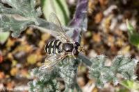 Eupeodes luniger