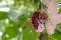 Volucella zonaria