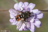 Peleteria rubescens