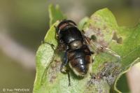 Eristalis intricaria