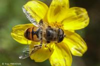 Eristalis tenax