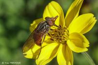 Rhingia campestris