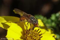 Rhingia campestris