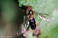 Episyrphus balteatus