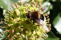 Eristalis intricaria