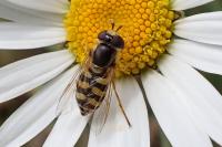 Eupeodes corollae