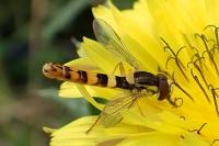 Sphaerophoria scripta