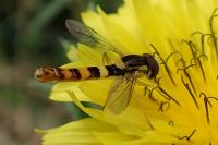 Sphaerophoria scripta