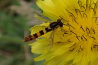 Sphaerophoria scripta