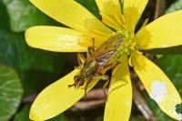Scathophaga stercoraria