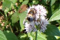Eristalis intricaria