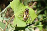 Helophilus pendulus