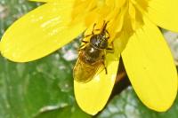 Cheilosia