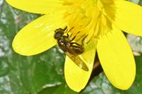 Cheilosia