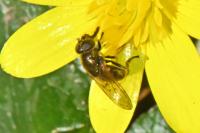 Cheilosia