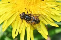 Helophilus