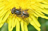 Helophilus