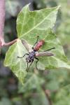 Cylindromyia bicolor