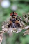 Ectophasia crassipennis