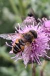 Eristalis nemorum