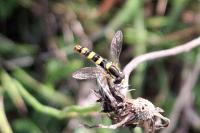 Sphaerophoria scripta