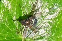 Eudasyphora cyanella