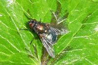 Eudasyphora cyanella