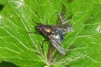 Eudasyphora cyanella