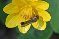 Platycheirus
