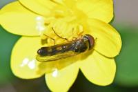 Platycheirus
