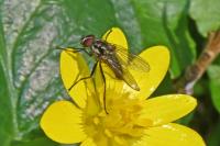 Anthomyiidae