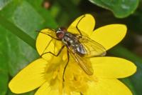 Anthomyiidae