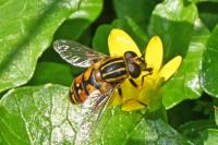 Helophilus
