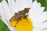 Myopa tessellatipennis